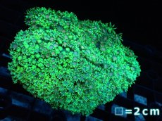 画像1: 【サンゴ】【通販】ハナガササンゴ（Green/Pink Core)MLサイズ（個体販売）No.6（生体）（サンゴ） (1)