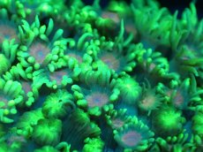 画像2: 【サンゴ】【通販】ハナガササンゴ（Green/Pink Core)MLサイズ（個体販売）No.6（生体）（サンゴ） (2)