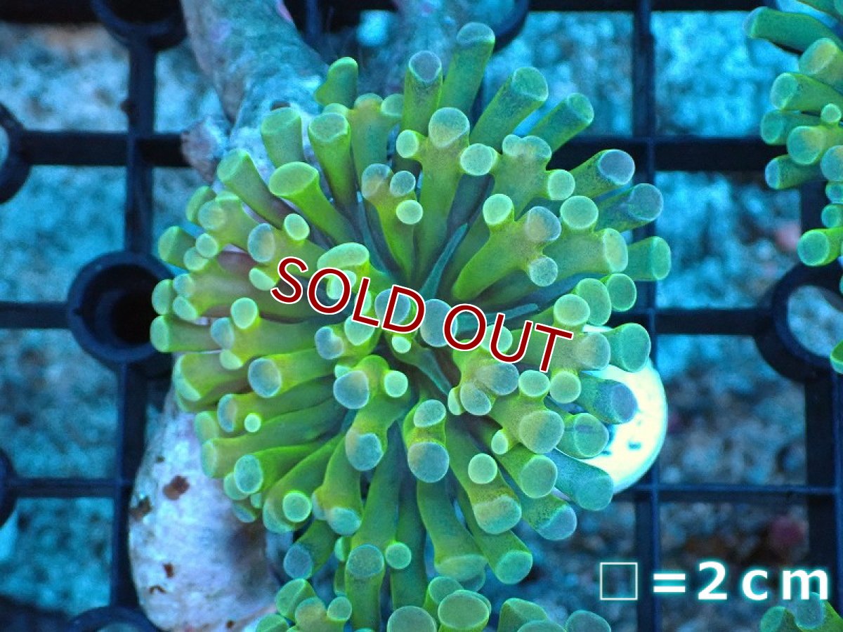 画像1: 【サンゴ】【通販】カンムリハナサンゴ（Gold/フラグ）（個体販売）No.12（生体）（サンゴ） (1)