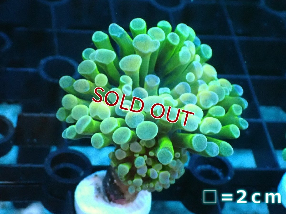 画像1: 【サンゴ】【通販】カンムリハナサンゴ（Gold/フラグ）2 heads（個体販売）No.20（生体）（サンゴ） (1)