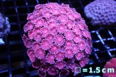 画像1: 【サンゴ】【通販】ハナガササンゴ（Pink/Red)MLサイズ（個体販売）No.1（生体）（サンゴ） (1)