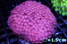 画像1: 【サンゴ】【通販】ハナガササンゴ（Pink/Red)MLサイズ（個体販売）No.2（生体）（サンゴ） (1)