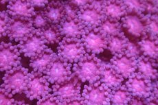 画像2: 【サンゴ】【通販】ハナガササンゴ（Pink/Red)MLサイズ（個体販売）No.2（生体）（サンゴ） (2)