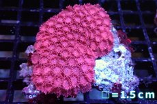 画像1: 【サンゴ】【通販】ハナガササンゴ（Pink/Red)Mサイズ（個体販売）No.3（生体）（サンゴ） (1)