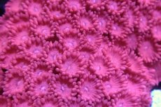 画像2: 【サンゴ】【通販】ハナガササンゴ（Pink/Red)Mサイズ（個体販売）No.3（生体）（サンゴ） (2)