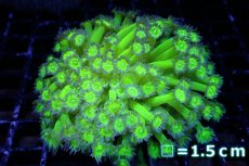 画像1: 【サンゴ】【通販】ハナガササンゴ（Special Green)MLサイズ（個体販売）No.1（生体）（サンゴ） (1)
