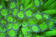 画像2: 【サンゴ】【通販】ハナガササンゴ（Special Green)MLサイズ（個体販売）No.1（生体）（サンゴ） (2)