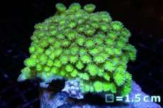 画像1: 【サンゴ】【通販】ハナガササンゴ（Special Green)MLサイズ（個体販売）No.2（生体）（サンゴ） (1)