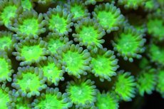 画像2: 【サンゴ】【通販】ハナガササンゴ（Special Green)MLサイズ（個体販売）No.2（生体）（サンゴ） (2)