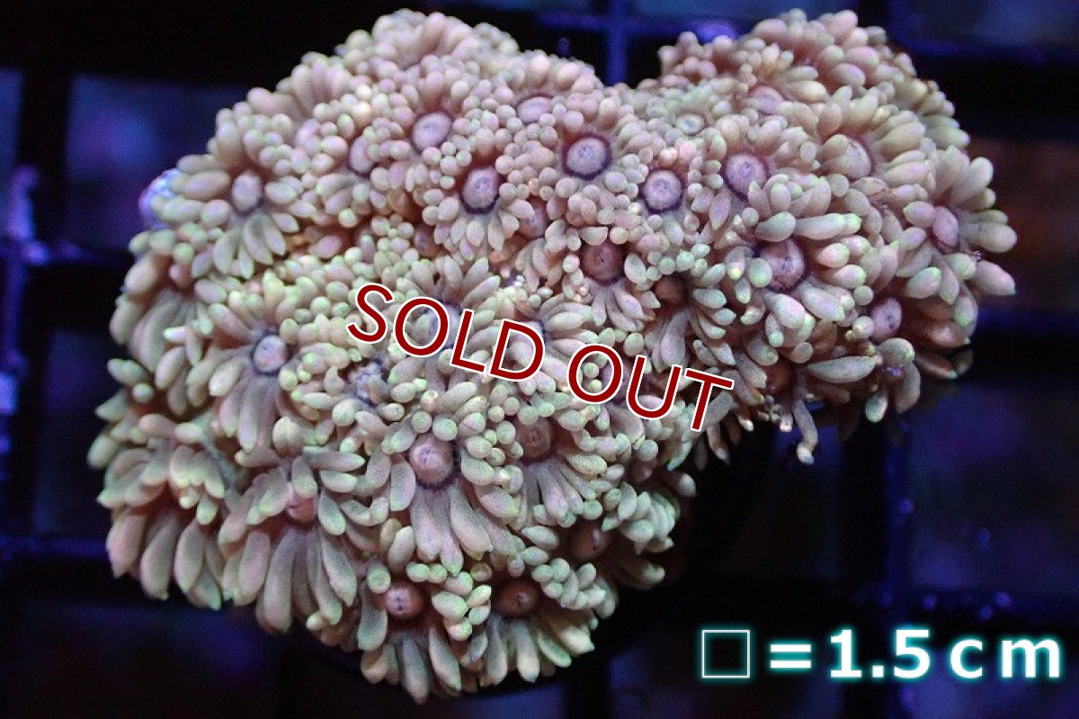 画像1: 【サンゴ】【通販】ハナガササンゴ（Special Pink/フラグ)（個体販売）No.1（生体）（サンゴ） (1)