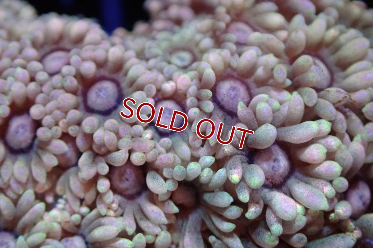 画像2: 【サンゴ】【通販】ハナガササンゴ（Special Pink/フラグ)（個体販売）No.1（生体）（サンゴ） (2)