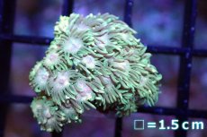 画像1: 【サンゴ】【通販】ハナガササンゴ（Special Pink/フラグ)（個体販売）No.3（生体）（サンゴ） (1)