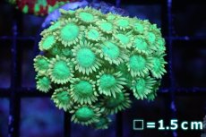 画像1: 【サンゴ】【通販】ハナガササンゴ（Special Green/フラグ)（個体販売）No.5（生体）（サンゴ） (1)
