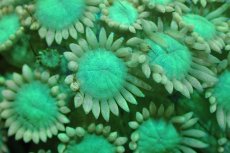 画像2: 【サンゴ】【通販】ハナガササンゴ（Special Green/フラグ)（個体販売）No.5（生体）（サンゴ） (2)