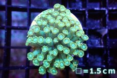 画像1: 【サンゴ】【通販】ハナガササンゴ（Special Green/フラグ)（個体販売）No.6（生体）（サンゴ） (1)