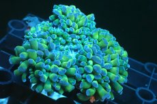 画像1: 【サンゴ】【通販】ナガレハナサンゴ(Metallic Green Stem)SMサイズ（個体販売）(±6-7ｃｍ）No.10（生体）（サンゴ） (1)