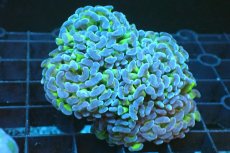 画像1: 【サンゴ】【通販】ナガレハナサンゴ(Metallic Green Stem)SMサイズ（個体販売）(±6-7ｃｍ）No.12（生体）（サンゴ） (1)