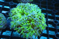 画像1: 【サンゴ】【通販】ナガレハナサンゴ(Metallic Green Stem)SMサイズ（個体販売）(±7-8ｃｍ）No.13（生体）（サンゴ） (1)