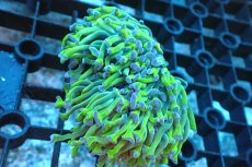 画像1: 【サンゴ】【通販】ナガレハナサンゴ(Metallic Green Stem)SMサイズ（個体販売）(±6-7ｃｍ）No.14（生体）（サンゴ） (1)