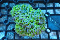 画像1: 【サンゴ】【通販】ナガレハナサンゴ(Metallic Green Stem)SMサイズ（個体販売）(±7-8ｃｍ）No.15（生体）（サンゴ） (1)