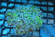 画像1: 【サンゴ】【通販】ナガレハナサンゴ(Metallic Green Stem)SMサイズ（個体販売）(±8-9ｃｍ）No.16（生体）（サンゴ） (1)