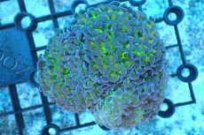 画像1: 【サンゴ】【通販】ナガレハナサンゴ(Metallic Green Stem)SMサイズ（個体販売）(±8-9ｃｍ）No.17（生体）（サンゴ） (1)