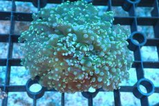 画像1: 【サンゴ】【通販】タコアシサンゴ（Green)SMサイズ（個体販売）(±6-7ｃｍ）No.4（生体）（サンゴ） (1)