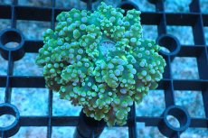 画像1: 【サンゴ】【通販】タコアシサンゴ（Green)SMサイズ（個体販売）(±6-7ｃｍ）No.6（生体）（サンゴ） (1)