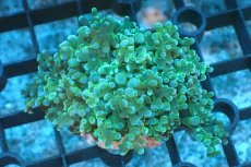 画像1: 【サンゴ】【通販】タコアシサンゴ（Green)SMサイズ（個体販売）(±6-7ｃｍ）No.7（生体）（サンゴ） (1)
