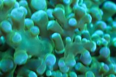 画像2: 【サンゴ】【通販】タコアシサンゴ（Green)SMサイズ（個体販売）(±6-7ｃｍ）No.7（生体）（サンゴ） (2)