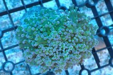 画像1: 【サンゴ】【通販】タコアシサンゴ（Green)SMサイズ（個体販売）(±8-9ｃｍ）No.8（生体）（サンゴ） (1)