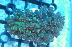 画像1: 【サンゴ】【通販】タコアシサンゴ（Green)SMサイズ（個体販売）(±6-7ｃｍ）No.9（生体）（サンゴ） (1)