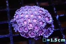 画像1: 【サンゴ】【通販】ハナガササンゴ（Pink/Red)Sサイズ（個体販売）No.4（生体）（サンゴ） (1)