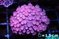 画像1: 【サンゴ】【通販】ハナガササンゴ（Pink/Red)SMサイズ（個体販売）No.5（生体）（サンゴ） (1)