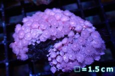 画像1: 【サンゴ】【通販】ハナガササンゴ（Pink/Red)SMサイズ（個体販売）No.6（生体）（サンゴ） (1)