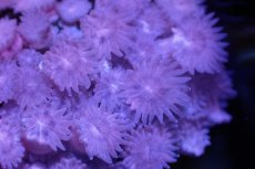 画像2: 【サンゴ】【通販】ハナガササンゴ（Pink/Red)SMサイズ（個体販売）No.6（生体）（サンゴ） (2)