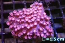 画像1: 【サンゴ】【通販】ハナガササンゴ（Pink/Red)SMサイズ（個体販売）No.7（生体）（サンゴ） (1)