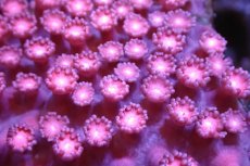 画像2: 【サンゴ】【通販】ハナガササンゴ（Pink/Red)SMサイズ（個体販売）No.7（生体）（サンゴ） (2)