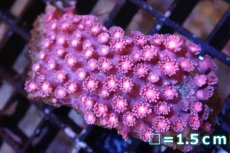 画像1: 【サンゴ】【通販】ハナガササンゴ（Pink/Red)SMサイズ（個体販売）No.8（生体）（サンゴ） (1)