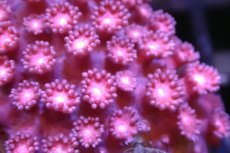 画像2: 【サンゴ】【通販】ハナガササンゴ（Pink/Red)SMサイズ（個体販売）No.8（生体）（サンゴ） (2)