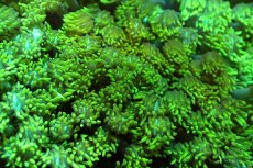 画像2: 【サンゴ】【通販】ハナガササンゴ（Metallic Green)MLサイズ（個体販売）(±11-13ｃｍ）No.3（生体）（サンゴ） (2)