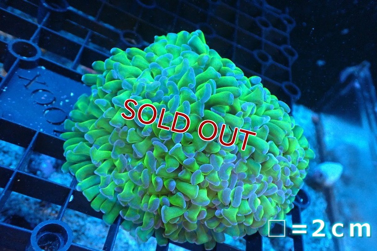 画像1: 【サンゴ】【通販】ナガレハナサンゴ(Metallic Green Stem)SMサイズ（個体販売）(±8-9ｃｍ）No.18（生体）（サンゴ） (1)