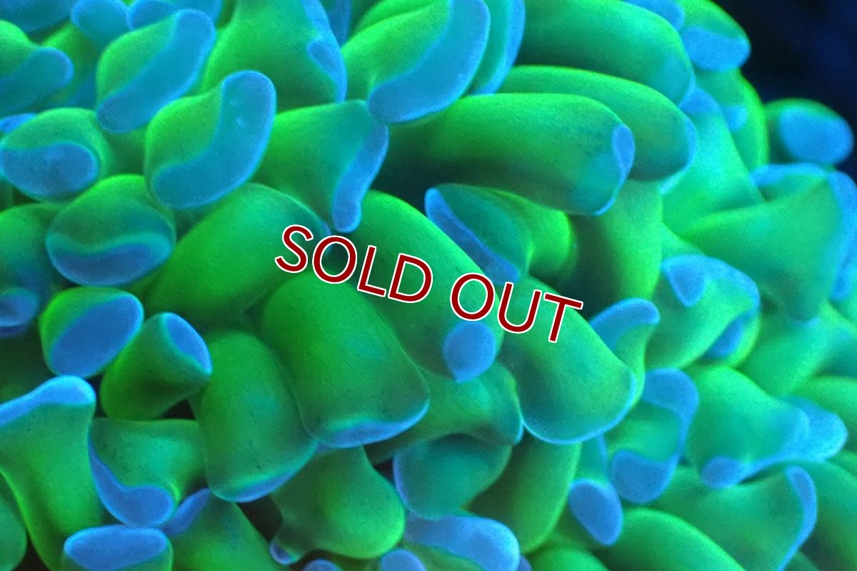 画像2: 【サンゴ】【通販】ナガレハナサンゴ(Metallic Green Stem)SMサイズ（個体販売）(±8-9ｃｍ）No.18（生体）（サンゴ） (2)