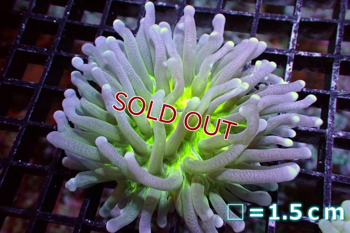 画像1: 【サンゴ】【通販】パラオクサビライシ（Metallic Green Core) Sサイズ（個体販売）No.1（生体）（サンゴ） (1)