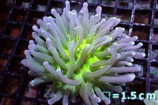 画像1: 【サンゴ】【通販】パラオクサビライシ（Metallic Green Core) Sサイズ（個体販売）No.1（生体）（サンゴ） (1)