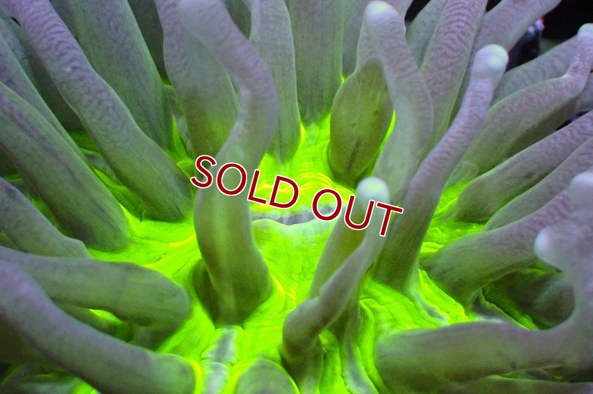 画像2: 【サンゴ】【通販】パラオクサビライシ（Metallic Green Core) Sサイズ（個体販売）No.1（生体）（サンゴ） (2)