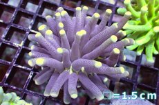 画像1: 【サンゴ】【通販】パラオクサビライシ(Yellow Tip) Sサイズ（個体販売）No.2（生体）（サンゴ） (1)