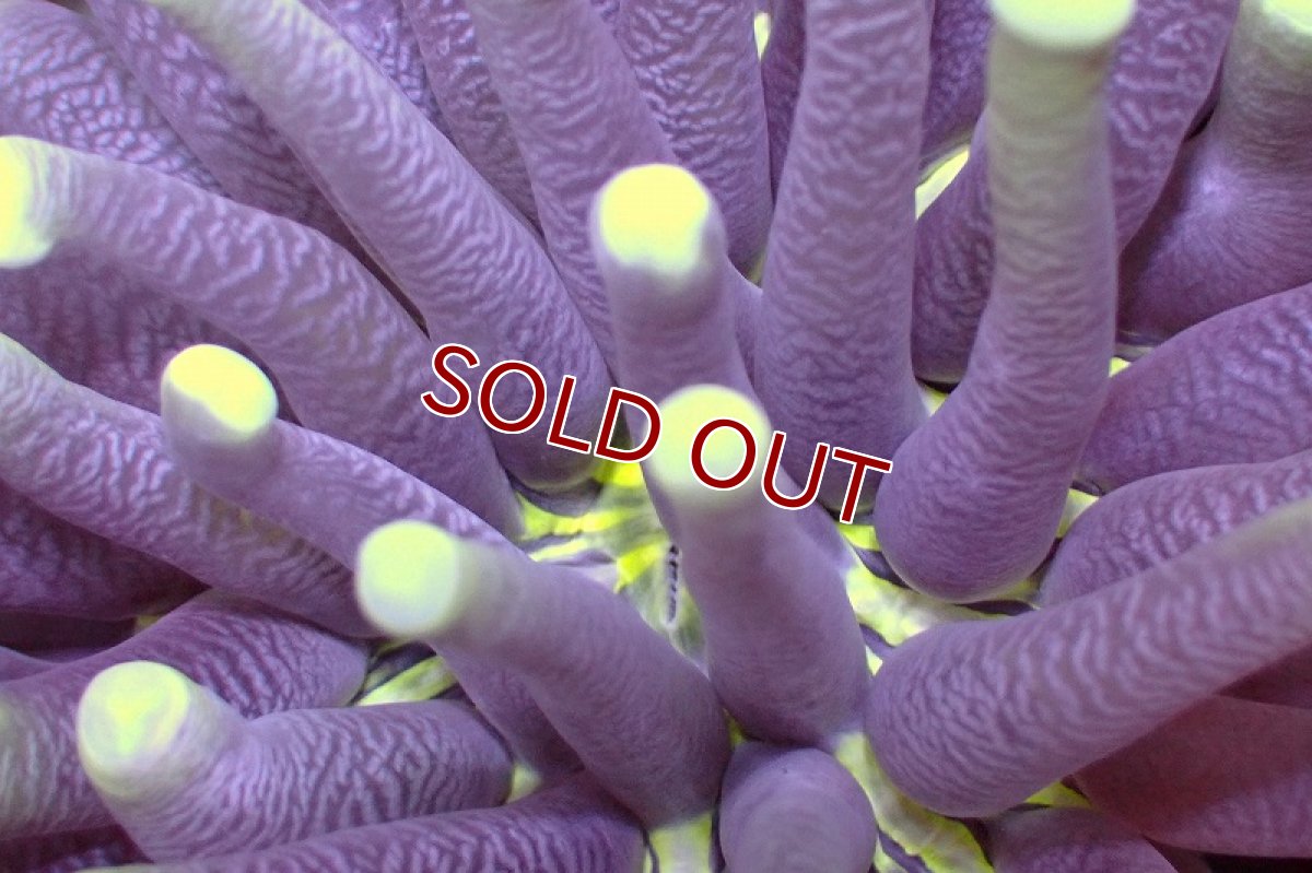 画像2: 【サンゴ】【通販】パラオクサビライシ(Yellow Tip) Sサイズ（個体販売）No.2（生体）（サンゴ） (2)