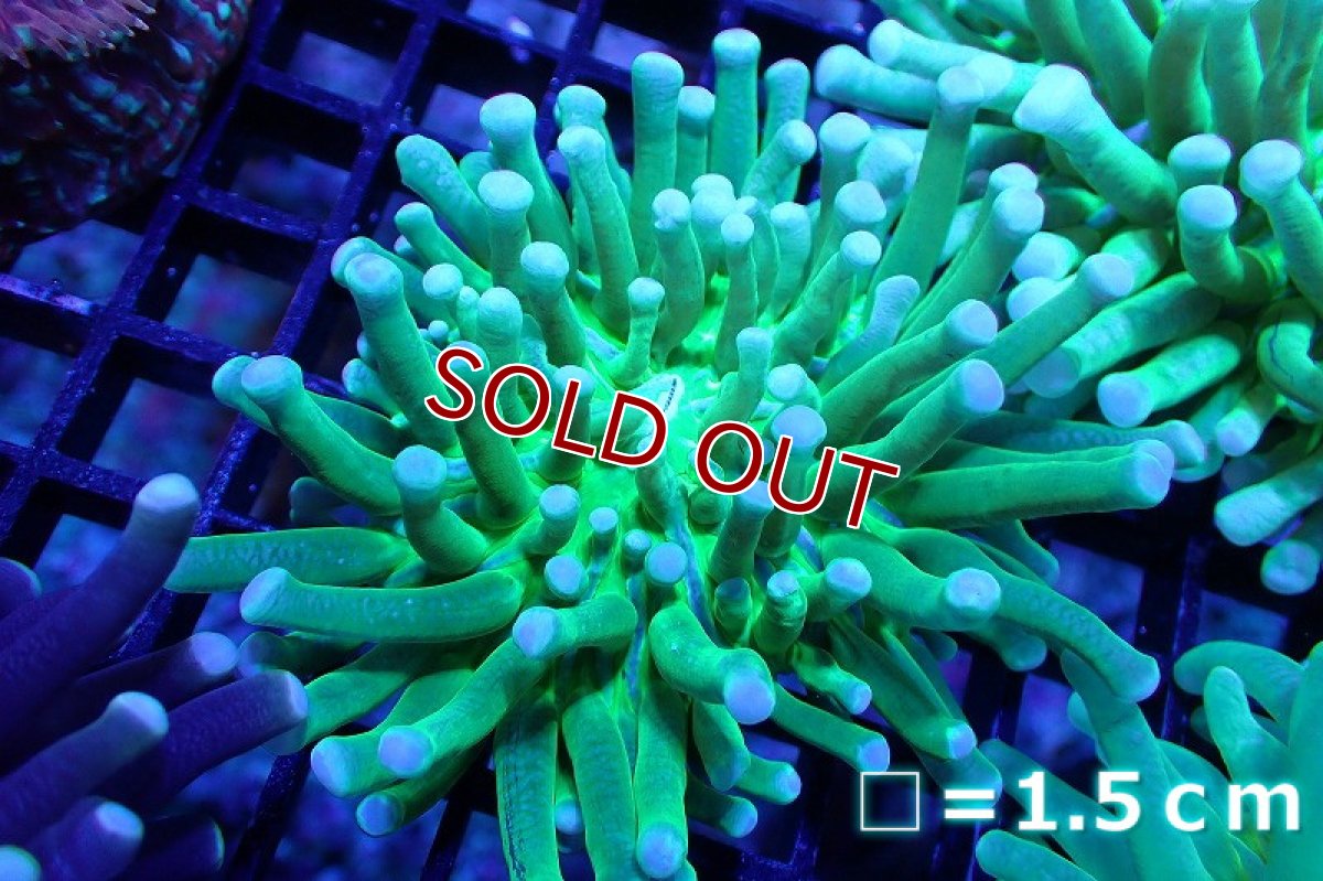 画像1: 【サンゴ】【通販】パラオクサビライシ（Metallic Green) SMサイズ（個体販売）No.3（生体）（サンゴ） (1)