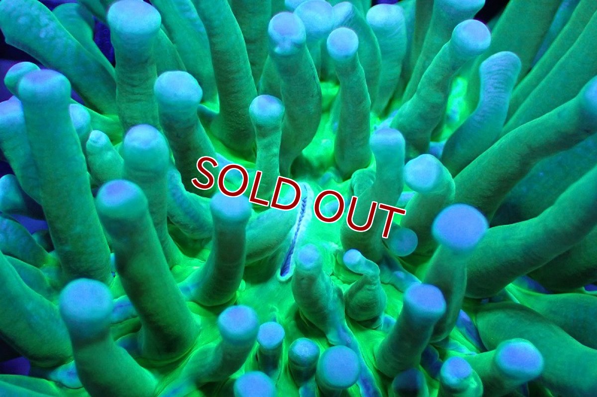 画像2: 【サンゴ】【通販】パラオクサビライシ（Metallic Green) SMサイズ（個体販売）No.3（生体）（サンゴ） (2)